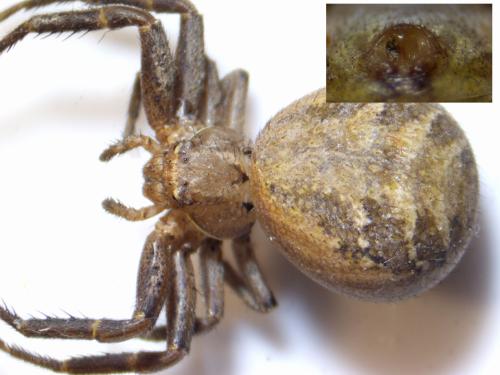 Xysticus gallicus